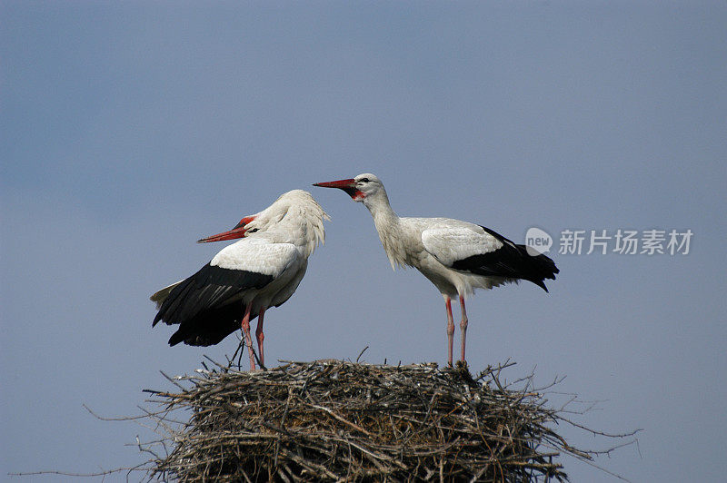 白鹳夫妇(Ciconia Ciconia)